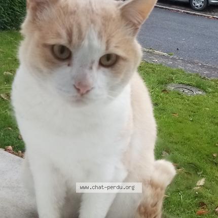 Foto 2/3 Gato encontrado Encontrado en Montauban de bretagne