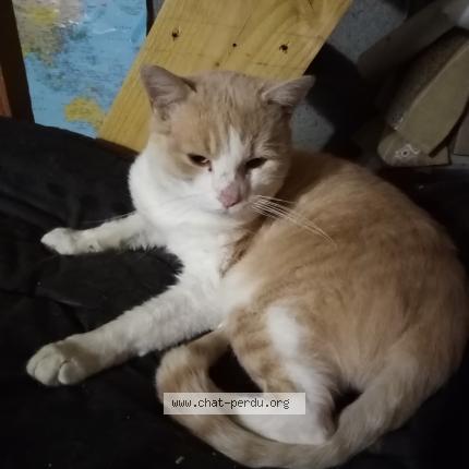 Foto 3/3 Gato encontrado Encontrado en Montauban de bretagne