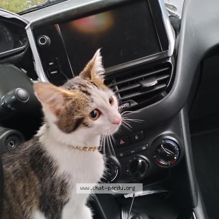 Foto 1/1 Gato encontrado Encontrado en Charleville mezieres