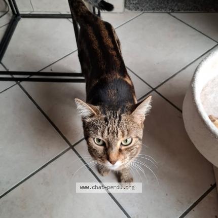 Foto 1/1 Sam Chat perdido en Longueil sainte marie