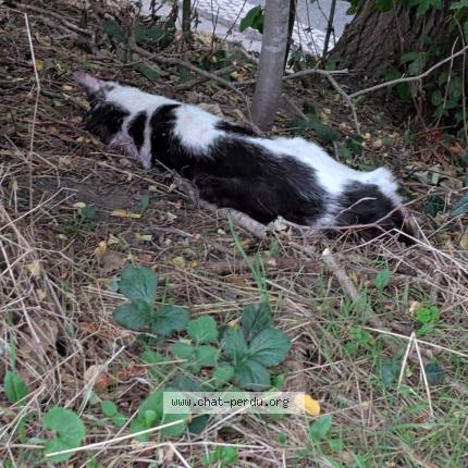 Foto 1/1 Gato encontrado Encontrado en Lezennes