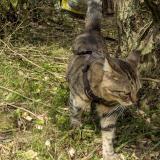 Foto del gato perdido en Pontcarre