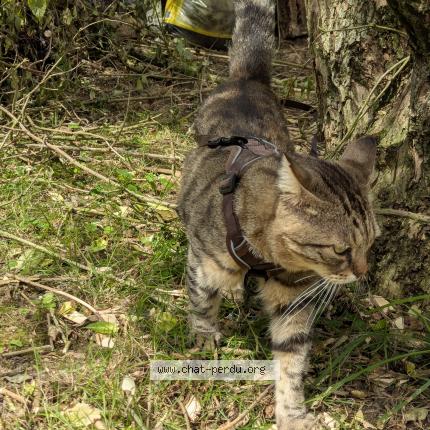 Foto 1/1 Babouche Chat perdido en Pontcarre