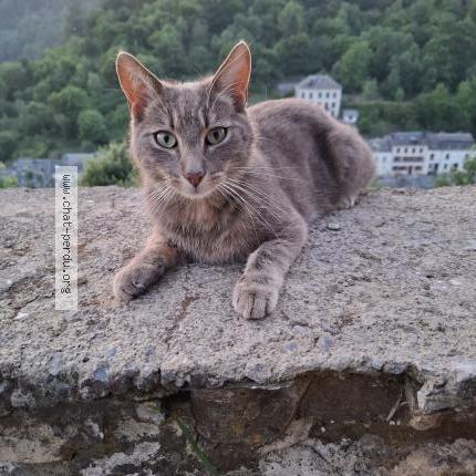 Foto 1/1 Hubert Chat perdido en Bouillon