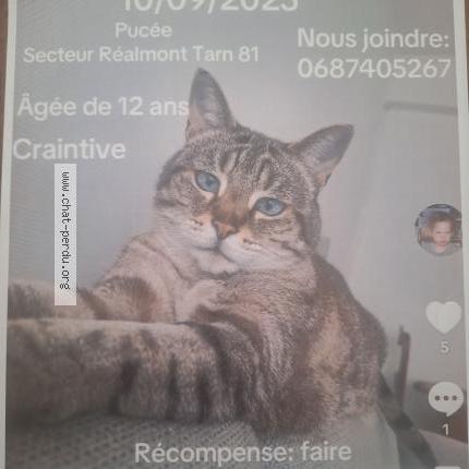 Foto 1/1 Vanille Chat perdido en Realmont