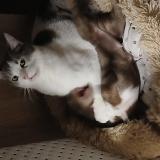 Foto del gato perdido en Montautour