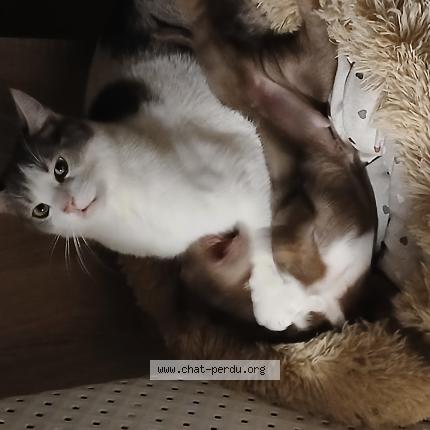 Foto 1/1 Willy Chat perdido en Montautour