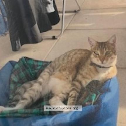 Foto 1/1 DORA Chat perdido en Marseille