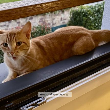 Foto 1/2 Johnny Chat perdido en Anglet