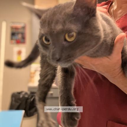 Foto 1/1 Gato encontrado Encontrado en Paris