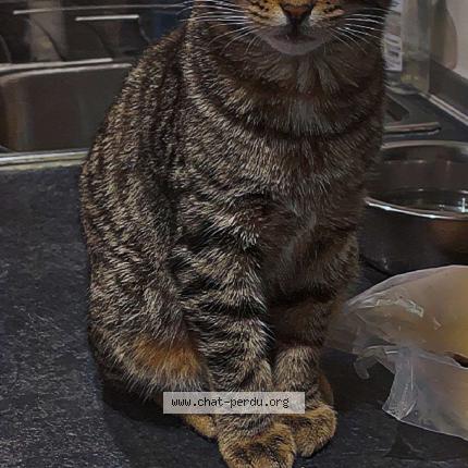 Foto 1/1 Boule de poile Chat perdido en Dax