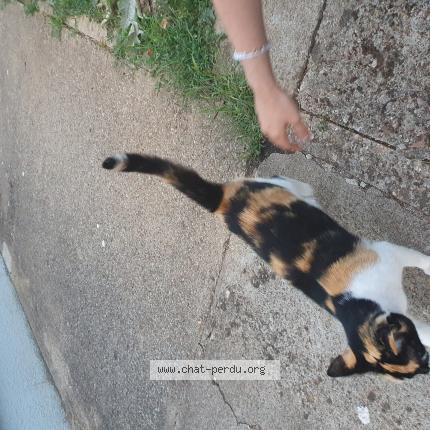 Foto 1/1 Toundra Chat perdido en 86000 poitiers