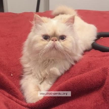 Foto 1/1 Louno Chat perdido en Toulouse