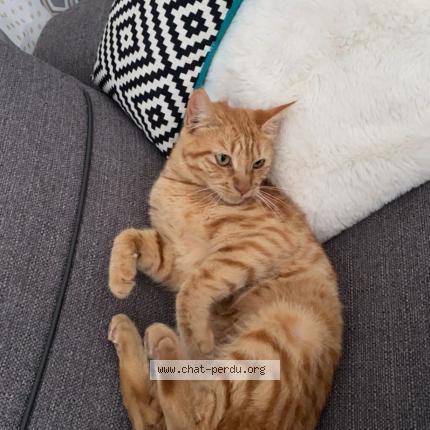 Foto 1/1 Dixie Chat perdido en Lezignan corbieres