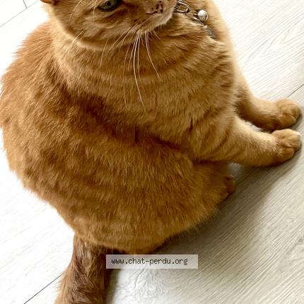 Foto 1/3 Mimi Chat perdido en Osny