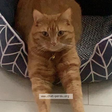 Foto 3/3 Mimi Chat perdido en Osny