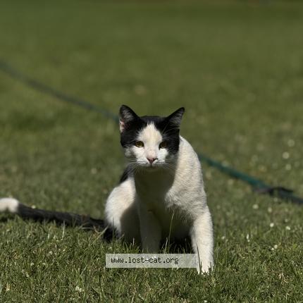 Foto 1/1 Snowy Chat perdido en Nairobi