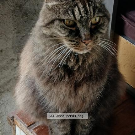 Foto 1/1 Gato encontrado Encontrado en Insviller