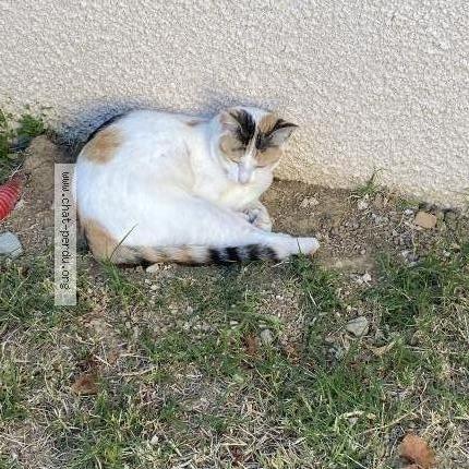Foto 1/1 Gimli Chat perdido en Saint nauphary