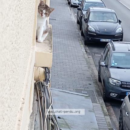 Foto 1/1 Tigresse Chat perdido en Lievin