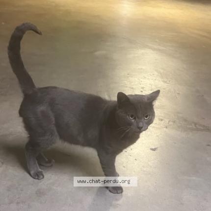 Foto 1/1 Gato encontrado Encontrado en Cenon