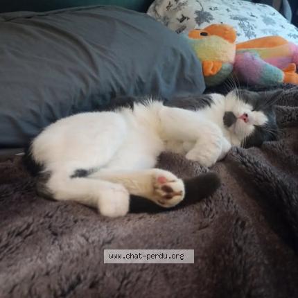 Foto 1/1 Jeffery Chat perdido en Rawdon