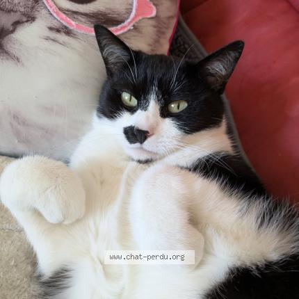 Foto 1/1 Charly Chat perdido en Argeles sur mer