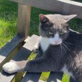 Foto del gato perdido en Ancenis