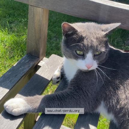 Foto 1/1 Chamallow Chat perdido en Ancenis