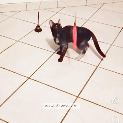 Foto 1/1 Pounette surnom crevette Chat perdido en Amou