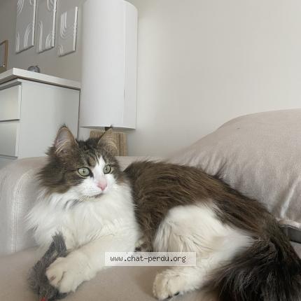 Foto 1/1 Rio Chat perdido en Saint hilaire des loges