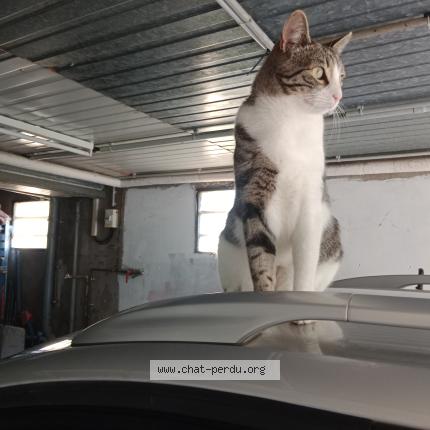 Foto 1/1 Arthur Chat perdido en Amagney