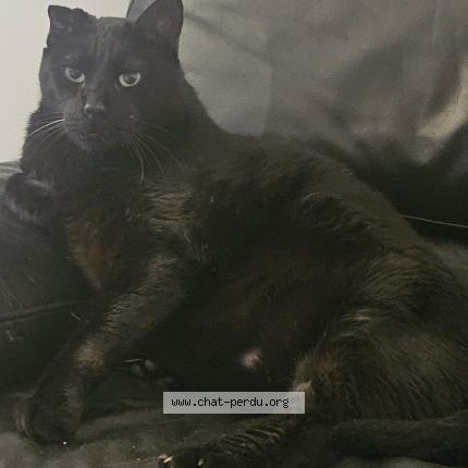 Foto 1/1 Dexter Chat perdido en St cyprien