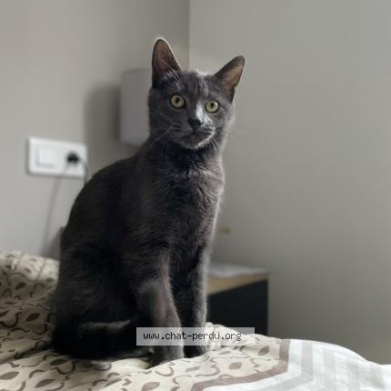 Foto 1/1 Sa&iuml;ko Chat perdido en St martin de seignanx