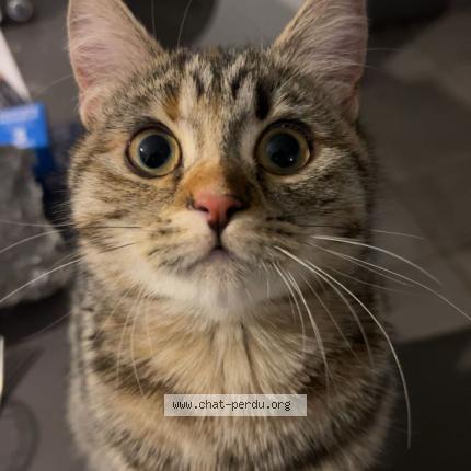 Foto 1/1 Reboul Julie Chat perdido en St hilaire de brethmas