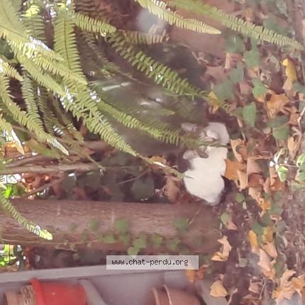 Foto 1/1 Gato encontrado Encontrado en La colle sur loup