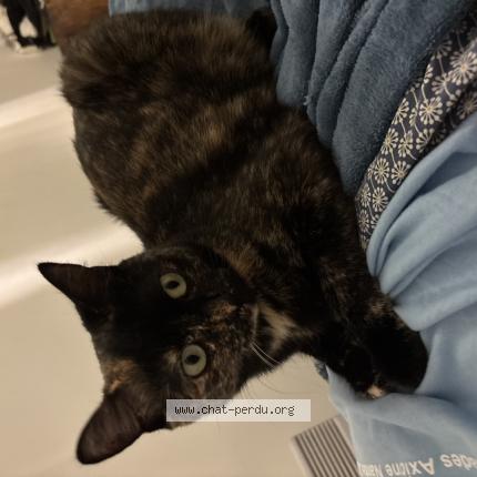 Foto 1/1 Virgule Chat perdido en Bouguenais