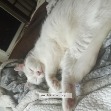 Foto 1/1 Angel Chat perdido en Toronto