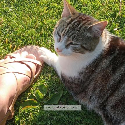 Foto 1/1 Minou Chat perdido en Saint martin aux arbres