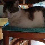 Foto del gato perdido en St Julien Chapteuil