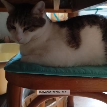 Foto 1/1 &Eacute;toile Chat perdido en St julien chapteuil