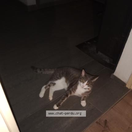 Foto 1/1 Prunelle Chat perdido en Courtelevant