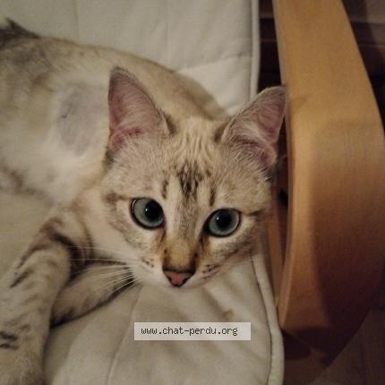 Foto 1/1 Gato encontrado Perdido en Lyon