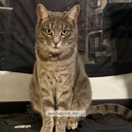 Foto 1/1 Liv Chat perdido en Stuarts draft