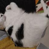 Foto del gato perdido en Nantes