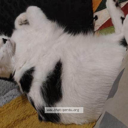 Foto 1/1 Taia Chat perdido en Nantes