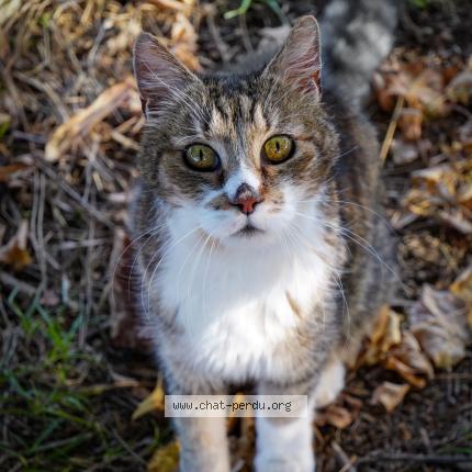 Foto 1/1 RASPOUTINE Chat perdido en Arles