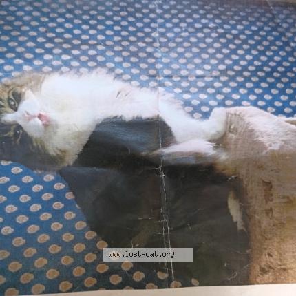 Foto 1/1 Hendrix Chat perdido en South bend