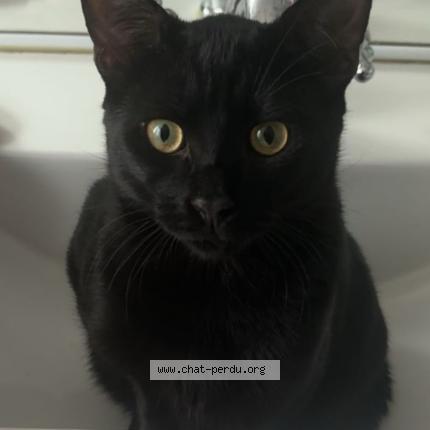 Foto 1/1 Bagheira Chat perdido en Plessis robinson