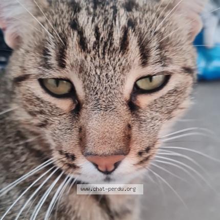 Foto 1/1 FILOU Chat perdido en Beaumes de venise